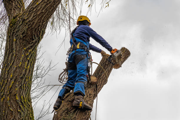 Best Affordable Tree Service  in Casey, IL